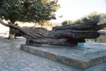 Ritueller Maulbeerbaum