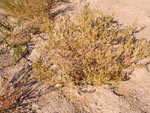 Malik Steppe