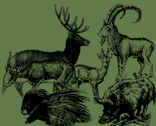 Uzbekistan Fauna